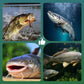 🎣 Erős úszóképességű úszóhorog – természetesen lebeg, pillanatok alatt horogra akasztja a halat! 🐟💧